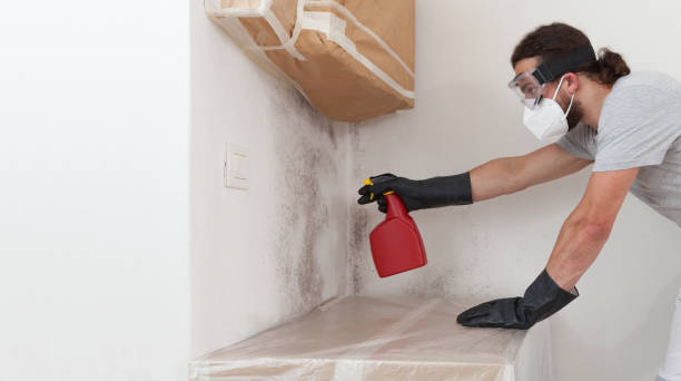 Professional Attic Mold Removal technician working in Camden, NJ
