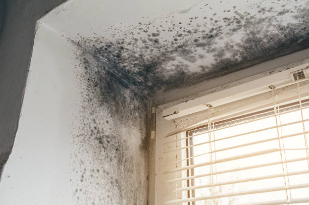 Affordable Mold Remediation solutions in Camden, NJ