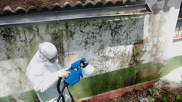 Trusted Black Mold Removal service in Camden, NJ - Cheap Mold Removal